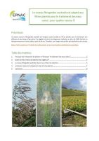 Roseau phragmites australis