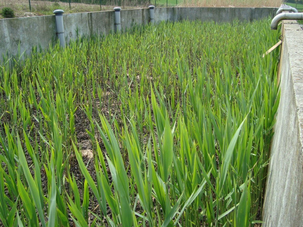 Lits de séchages plantés