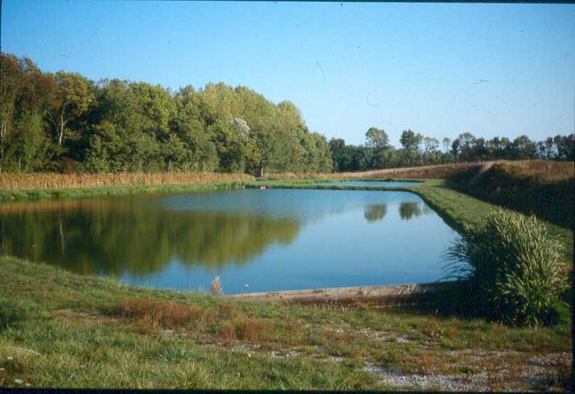 Lagunage